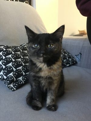Cat at the cafe at Feline Cafe in Ottawa