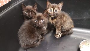 KITTENS at Feline Cafe in Ottawa