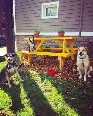 Dog Friendly at Juice Pharm in Duluth