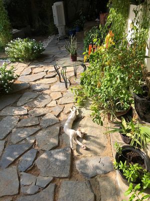 Another happy visitor  at Seva Table in Dubai