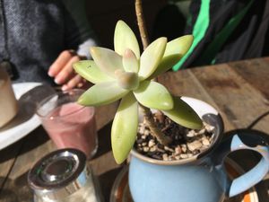 Lovely plants everywhere  at Garden Grub Cafe in Wingham