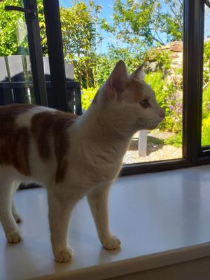 Friendly neighbour 💚 at Planted - Vegan Self-Catering Studio in St Agnes