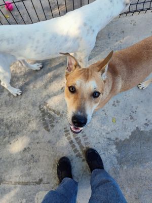 Dog rescue - dogs looking happy and puppies were kept separate at Acre in San Jose Del Cabo