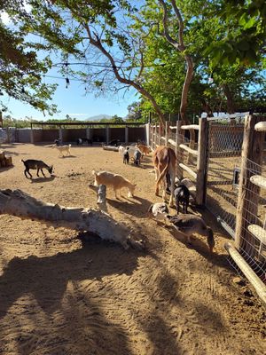 Animal Sanctuary - goats, pigs, donkeys, geese all looked healthy, happy too at Acre in San Jose Del Cabo