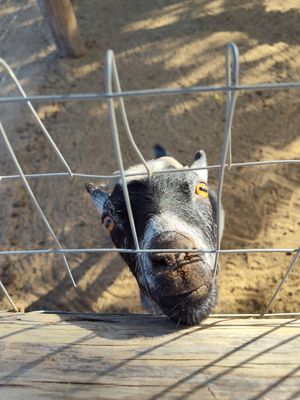 Goat hoping we'd give him more leaves to eat at Acre in San Jose Del Cabo