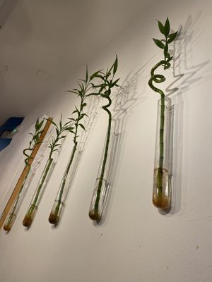 Decor is very simple yet very environmentally friendly!  at Pizzi & Dixie in Madrid