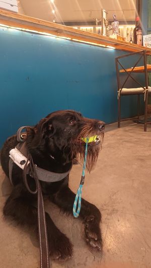 Fran esperando el pedido todo fresquito dentro del local at Pizzi & Dixie in Madrid