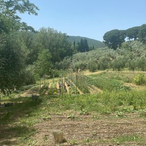 Farm onsite   at Vegan Agrivilla I Pini in San Gimignano