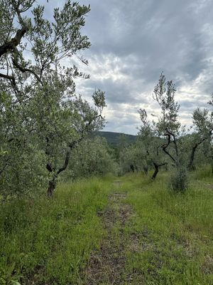 Olive trees  at Vegan Agrivilla I Pini in San Gimignano