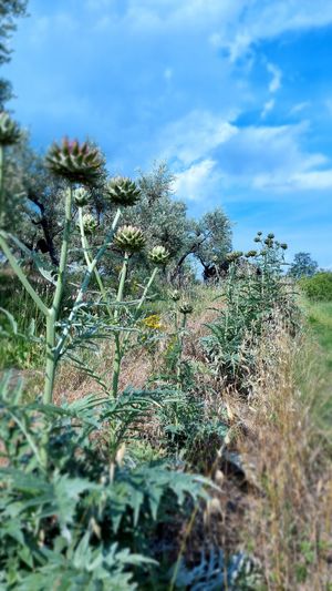 Artichokes in the veg garden at Vegan Agrivilla I Pini in San Gimignano