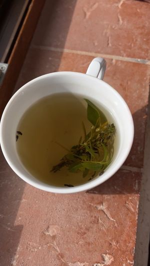  at Vegan Agrivilla I Pini in San Gimignano