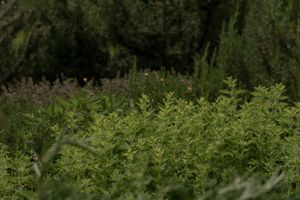  at Vegan Agrivilla I Pini in San Gimignano