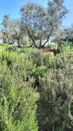 💚 at Vegan Agrivilla I Pini in San Gimignano