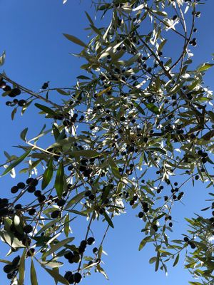 Strolling in the olive groves at Vegan Agrivilla I Pini in San Gimignano