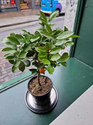  at The Dough Bros in Galway