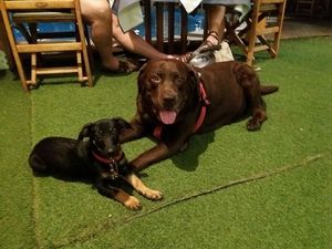 Charlie is our 13yo chocolate Labrador and Pissina is the 1yo stray we adopted in 2017.  They are both looking forward to... smell you! at Talos Restaurant in Crete