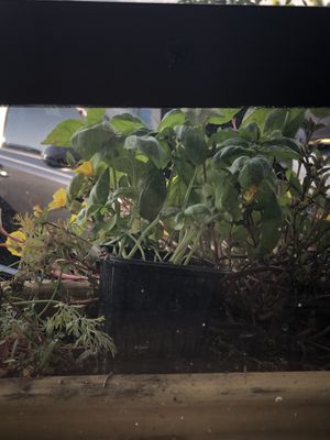 Baby basil plants  at Pure Kitchen in Tampa