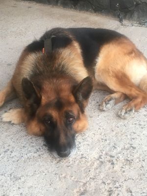 Archie the dog  at Soja y Pimenton - Vegan Argentinian BBQ in Lanzarote