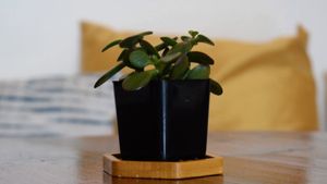 interior at Local Juicery in Flagstaff