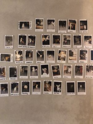 Dog Wall of Fame  at The Kasbar in 