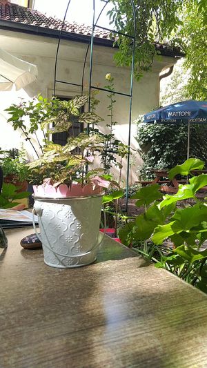 garden at Natureza in Prague