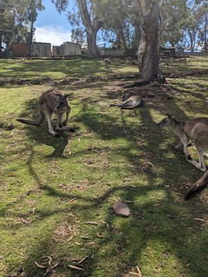  at Bonorong Wildlife Sanctuary Kiosk and Shop in Brighton