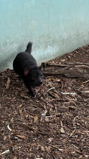 Tasmanian Devil 🖤🥰  at Bonorong Wildlife Sanctuary Kiosk and Shop in Brighton