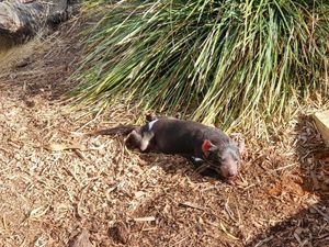 A Tasmanian devil at the sanctuary enjoying some sun. at Bonorong Wildlife Sanctuary Kiosk and Shop in Brighton