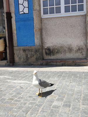  at etel&pan in Fisterra