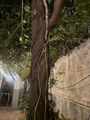 Jackfruit tree  at Mahalo in Panama City