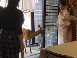 Local friendly deer really wanted to join us!  at Yamaichi Bekkan in Miyajima