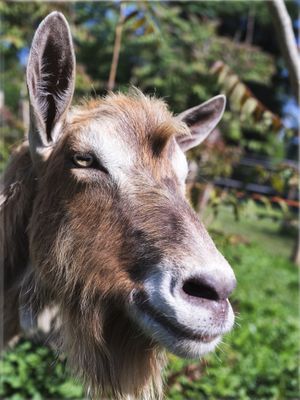 Lucky and friendly "Paul" at Pferdegnadenhof Edelweiss in Wildon