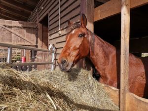  at Pferdegnadenhof Edelweiss in Wildon