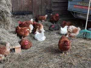  at Pferdegnadenhof Edelweiss in Wildon