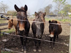  at Pferdegnadenhof Edelweiss in Wildon