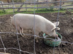  at Pferdegnadenhof Edelweiss in Wildon