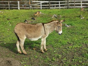  at Pferdegnadenhof Edelweiss in Wildon