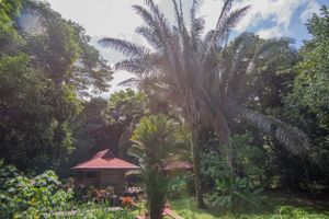 Our private bungalow rooms are in the heart of our jungle gardens. Each has a private bath and even a small kitchen. Our property is on a beautiful river, and has a newly refurbished outdoor pool for rejuvenation every day of the year (it's never cold in Costa Rica). 
 at El Mono Feliz in Ojochal De Osa