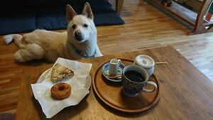 Nabana's Donut (¥200) which is its signature sweet, Miso&Walnut Scone (¥300), Rabbit-eared Crossbread (priceless) and Organic Coffee (¥400). Note the rapacious eyes firmly lock on the baked buddies without a trace of consideration for my sincere admiration toward him as the very trigger of his owner's dietary transition. Beast! at Nabana in Amagasaki