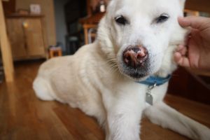 Sabu chan  at Nabana in Amagasaki