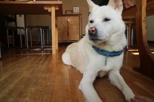 Sabu chan again  at Nabana in Amagasaki