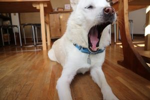 So many of him because he’s so cute  at Nabana in Amagasaki