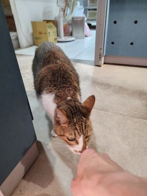  at HiPizza in Taipei