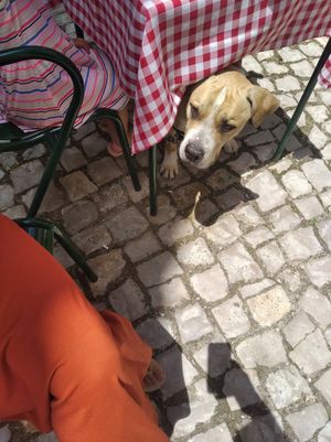 Pode vir cá comer com o seu cão at Cardamomo in Leiria
