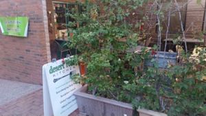 patio at Desert Roots Kitchen in Tempe