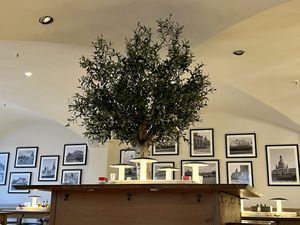 olive tree  at Vapiano in Dresden