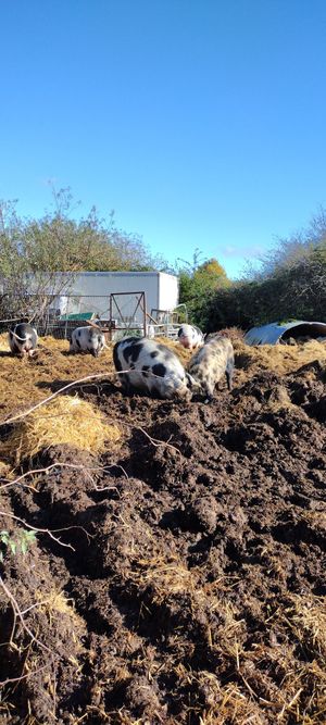  at The Retreat Animal Rescue Farm Sanctuary and Cafe in Ashford