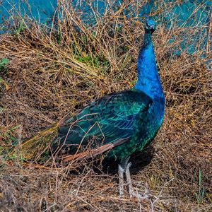   at The Retreat Animal Rescue Farm Sanctuary and Cafe in Ashford