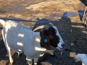   at The Retreat Animal Rescue Farm Sanctuary and Cafe in Ashford