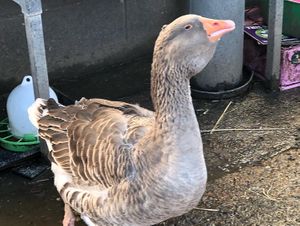   at The Retreat Animal Rescue Farm Sanctuary and Cafe in Ashford